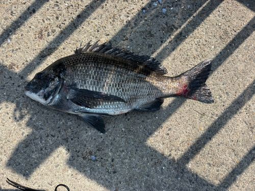 クロダイの釣果