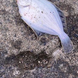 クロガシラガレイ