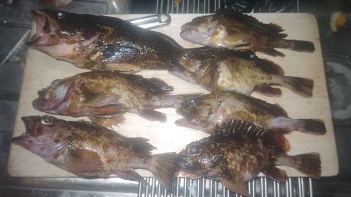 タケノコメバルの釣果
