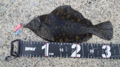 クロガシラガレイの釣果