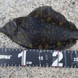 クロガシラガレイ