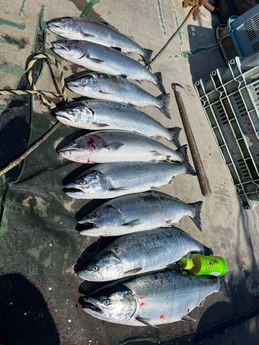 サクラマスの釣果