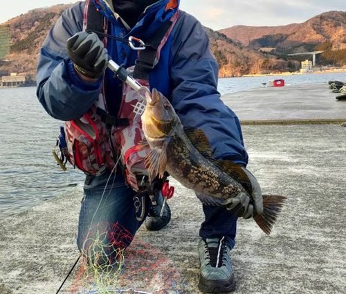 アイナメの釣果