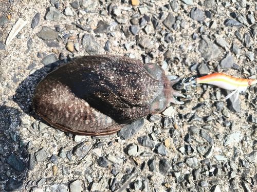 コウイカの釣果