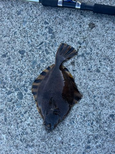 ヌマガレイの釣果