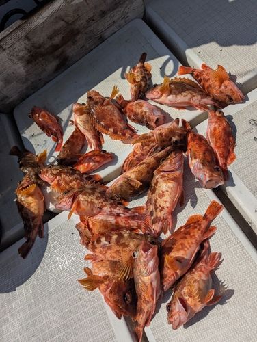 アラカブの釣果