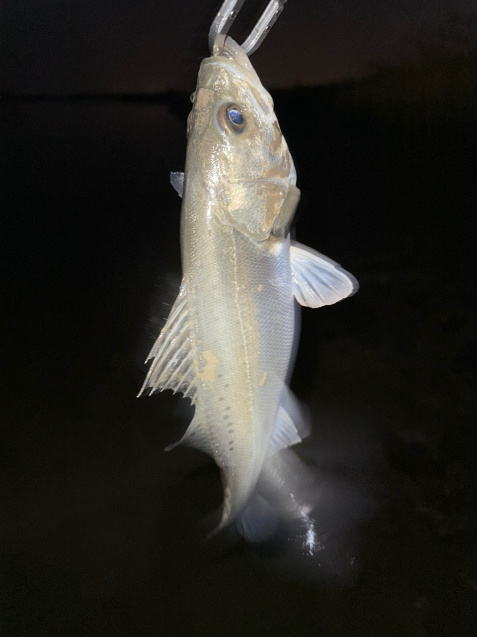 Amazon | シマノ(SHIMANO) ロッド 20 エクスセンス MB S96M-6