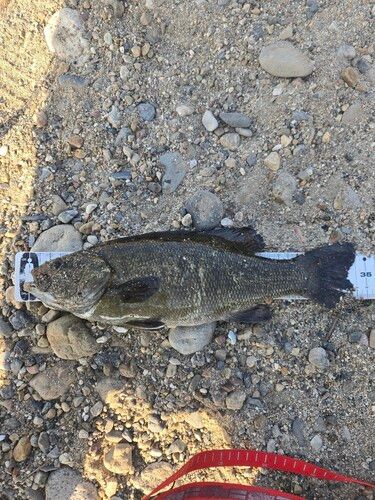 スモールマウスバスの釣果