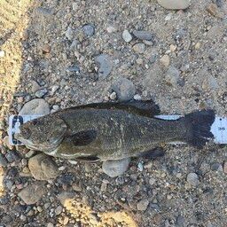 スモールマウスバス