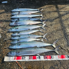 サゴシの釣果