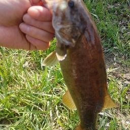 スモールマウスバス