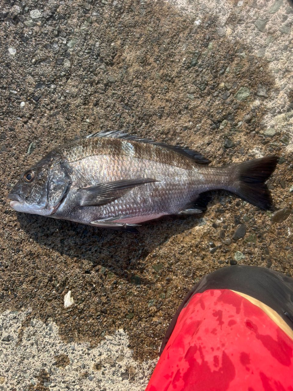 チヌ