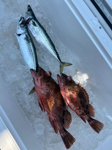 ウッカリカサゴの釣果