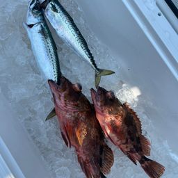 ウッカリカサゴ