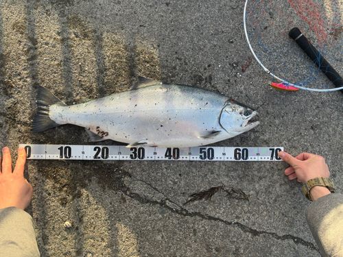 サクラマスの釣果