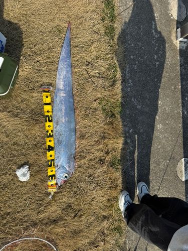 リュウグウノツカイの釣果