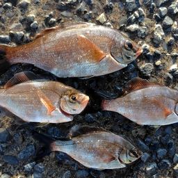 ウミタナゴ