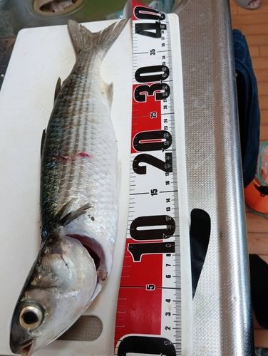 ボラの釣果