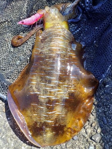 アオリイカの釣果