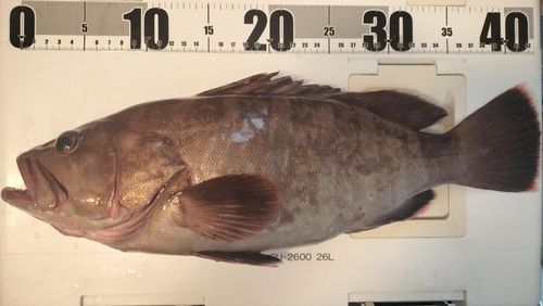 マハタの釣果