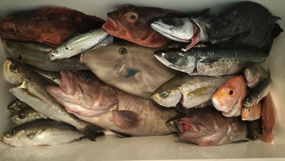 小モノ庶民アングラーさんの釣果 2枚目の画像