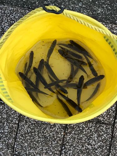 アブラハヤの釣果