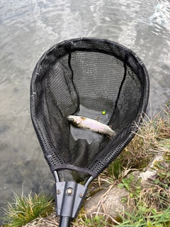 トラウトの釣果