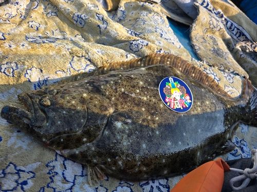 ヒラメの釣果