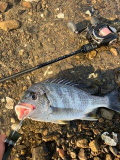 キビレの釣果