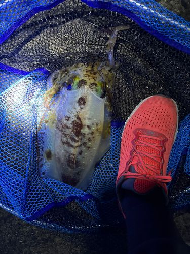 モイカの釣果