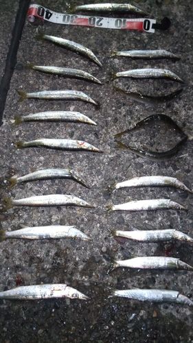 カマスの釣果