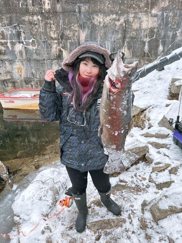 ニジマスの釣果