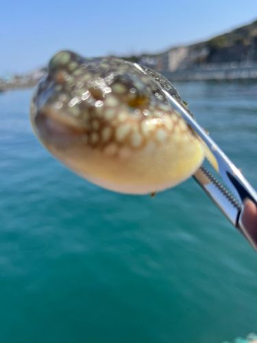 フグの釣果