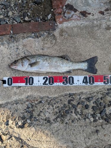 セイゴ（タイリクスズキ）の釣果