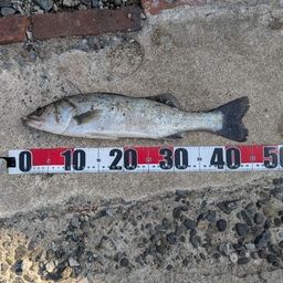 セイゴ（タイリクスズキ）