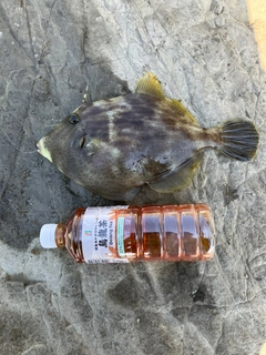 カワハギの釣果