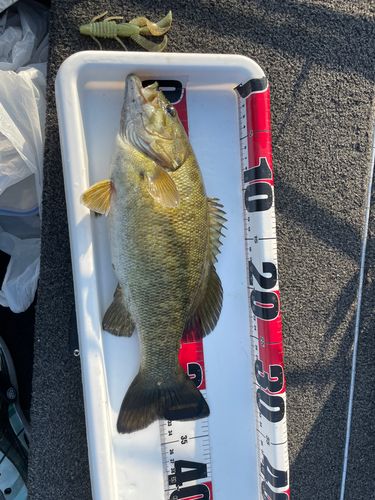 スモールマウスバスの釣果