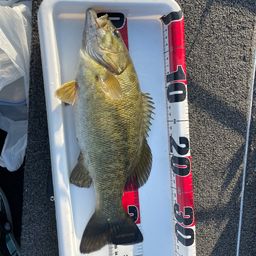 スモールマウスバス