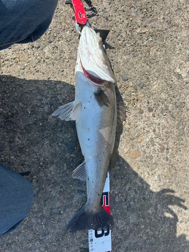 釣果