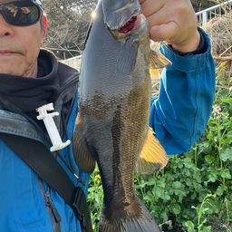 スモールマウスバス