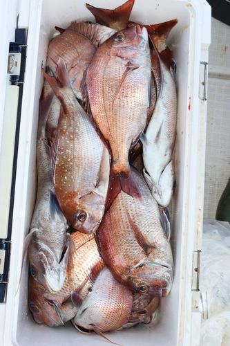 マダイの釣果