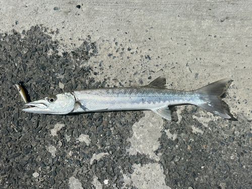 オニカマスの釣果