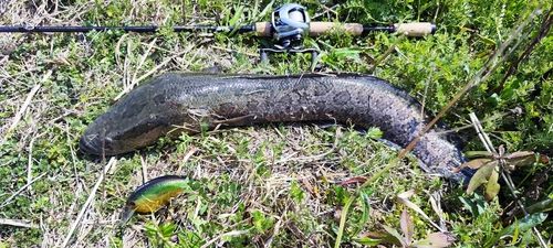 ライギョの釣果