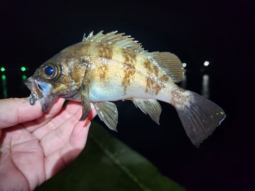 メバルの釣果