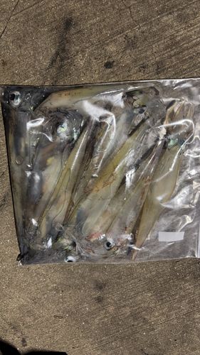 ケンサキイカの釣果