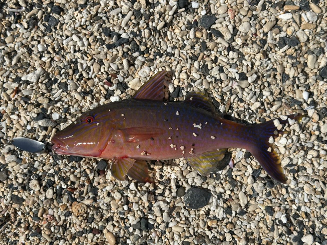 マルクチヒメジ