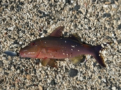 マルクチヒメジの釣果