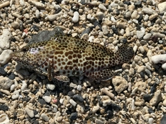 カンモンハタの釣果
