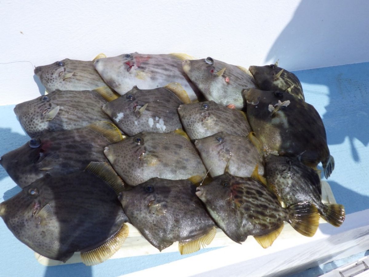 石川釣船@船長さんの釣果 2枚目の画像