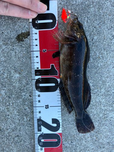 アイナメの釣果